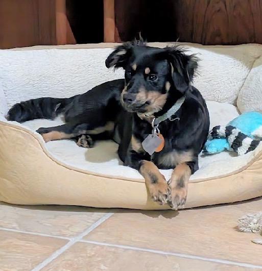 Buttercup, adopted, Young Female Spaniel & Dachshund.