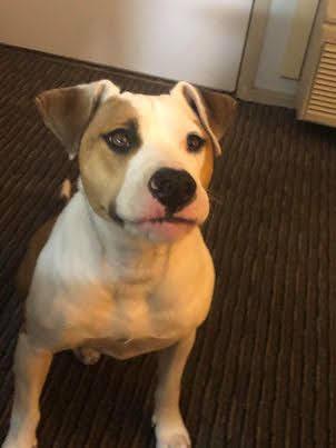 Jackson, Adoptable, Senior Male Pit Bull Terrier.