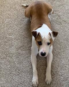 Enlarge Jackson, a Adoptable mixed breed in Jerome, ID image 2/6