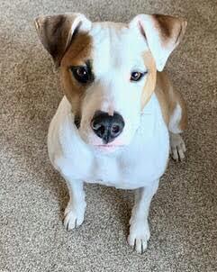 Enlarge Jackson, a Adoptable mixed breed in Jerome, ID image 3/6