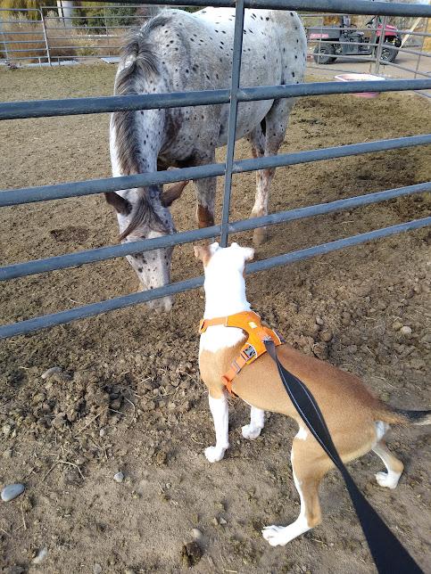 Enlarge Jackson, a Adoptable mixed breed in Jerome, ID image 5/6