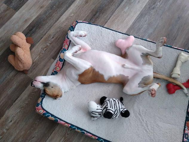 Enlarge Jackson, a Adoptable mixed breed in Jerome, ID image 6/6