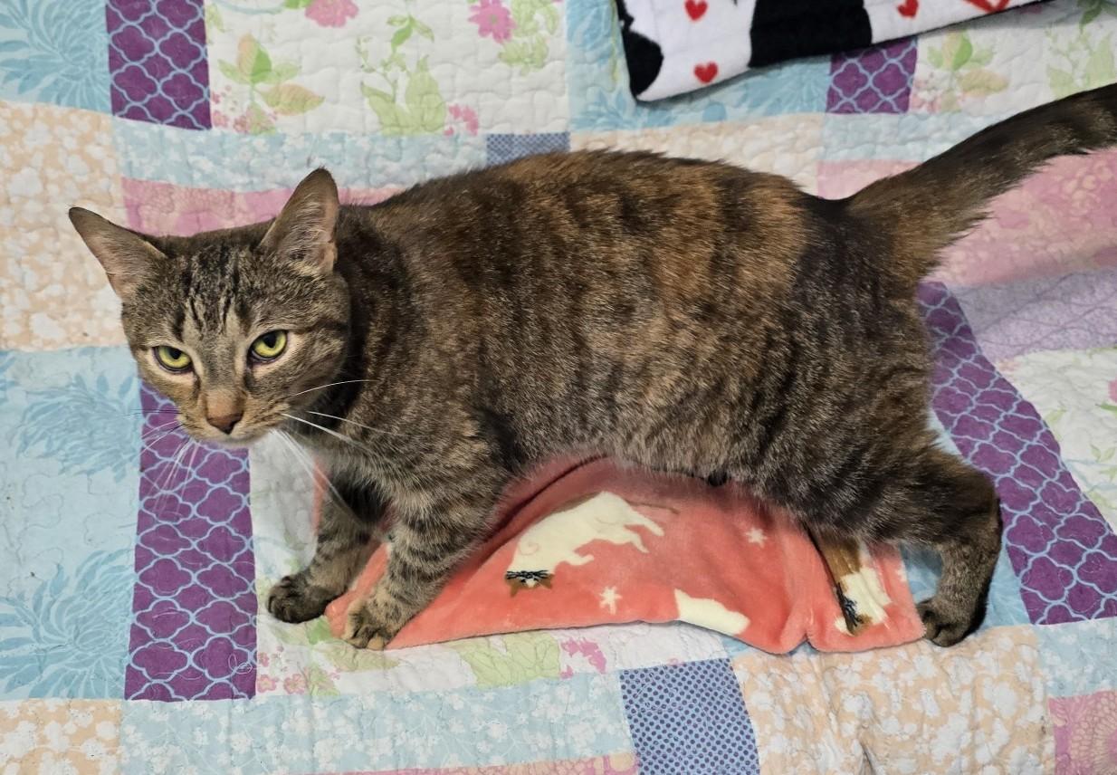 Enlarge Scout, a ADOPTABLE Domestic Short Hair in Guelph, ON image 2/5