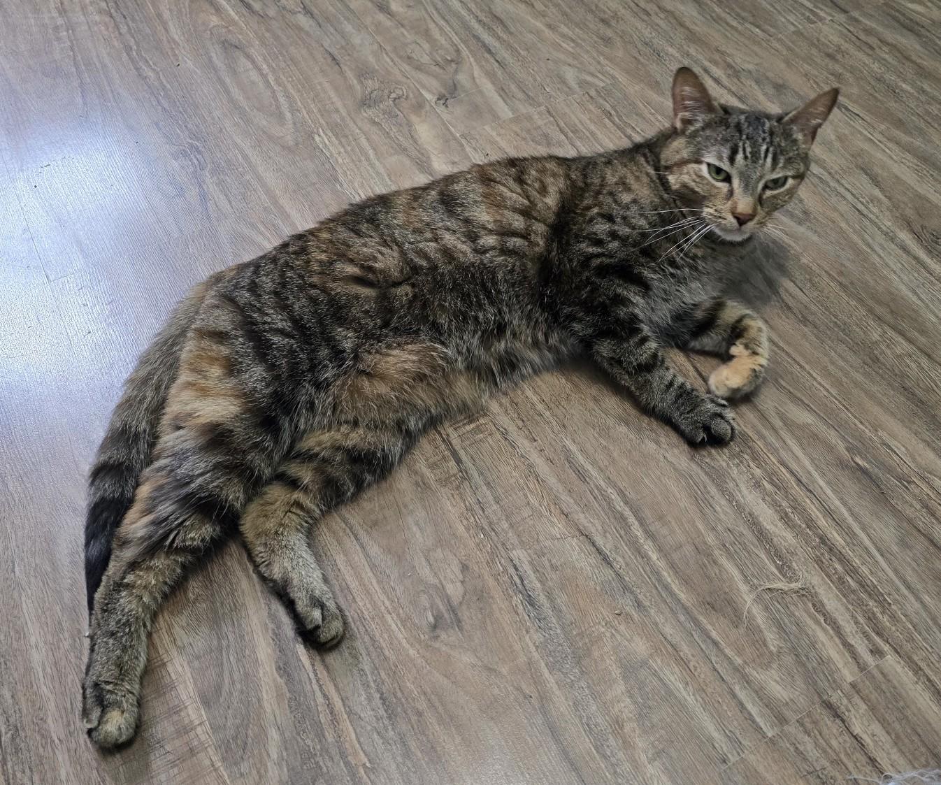 Enlarge Scout, a ADOPTABLE Domestic Short Hair in Guelph, ON image 5/5