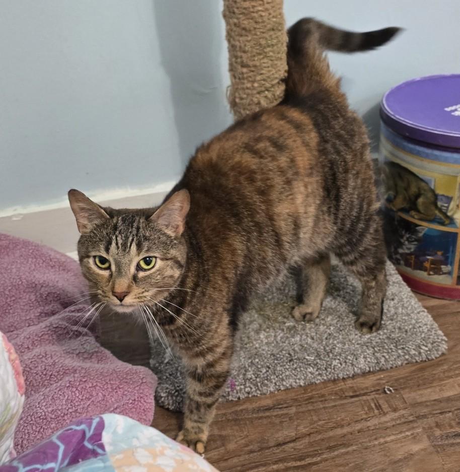 Enlarge Scout, a ADOPTABLE Domestic Short Hair in Guelph, ON image 4/5