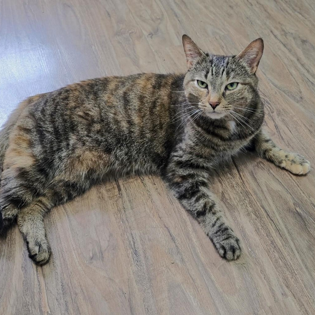 Scout, ADOPTABLE, Adult Female Domestic Short Hair.