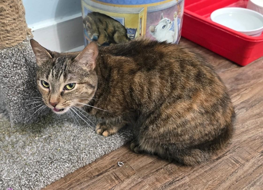 Enlarge Scout, a ADOPTABLE Domestic Short Hair in Guelph, ON image 3/5
