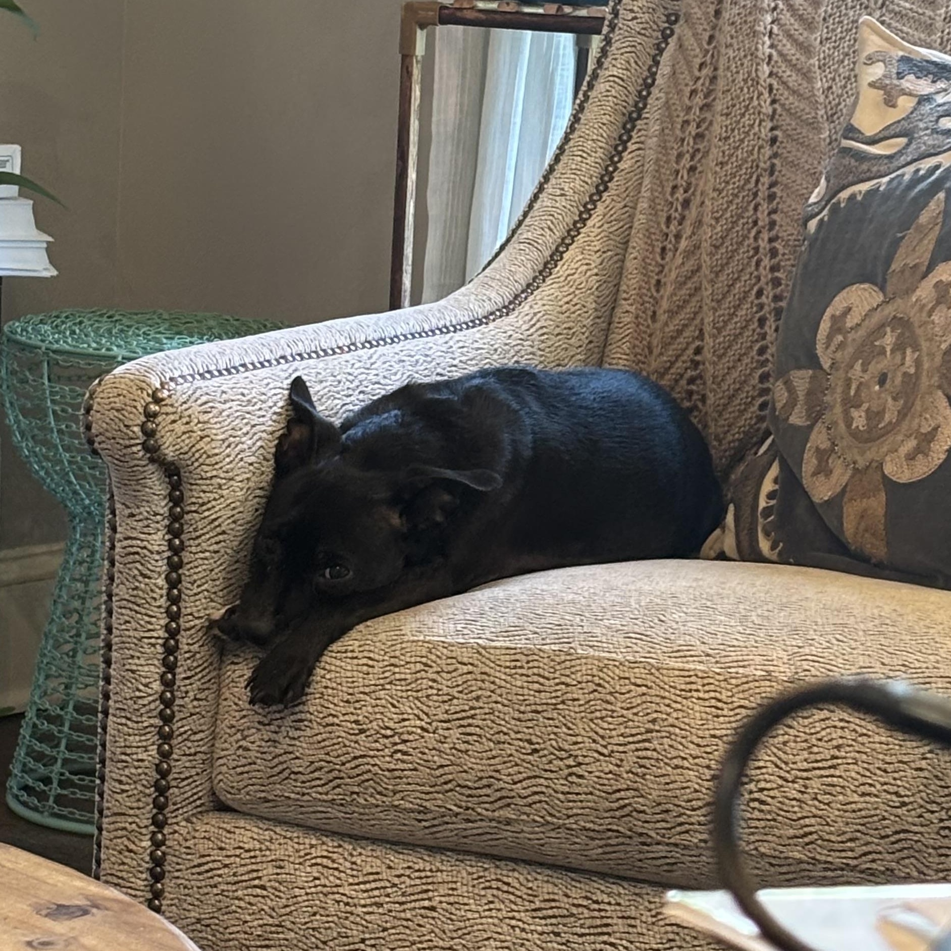 Enlarge Olive, a ADOPTABLE mixed breed in Matthews, NC image 3/4