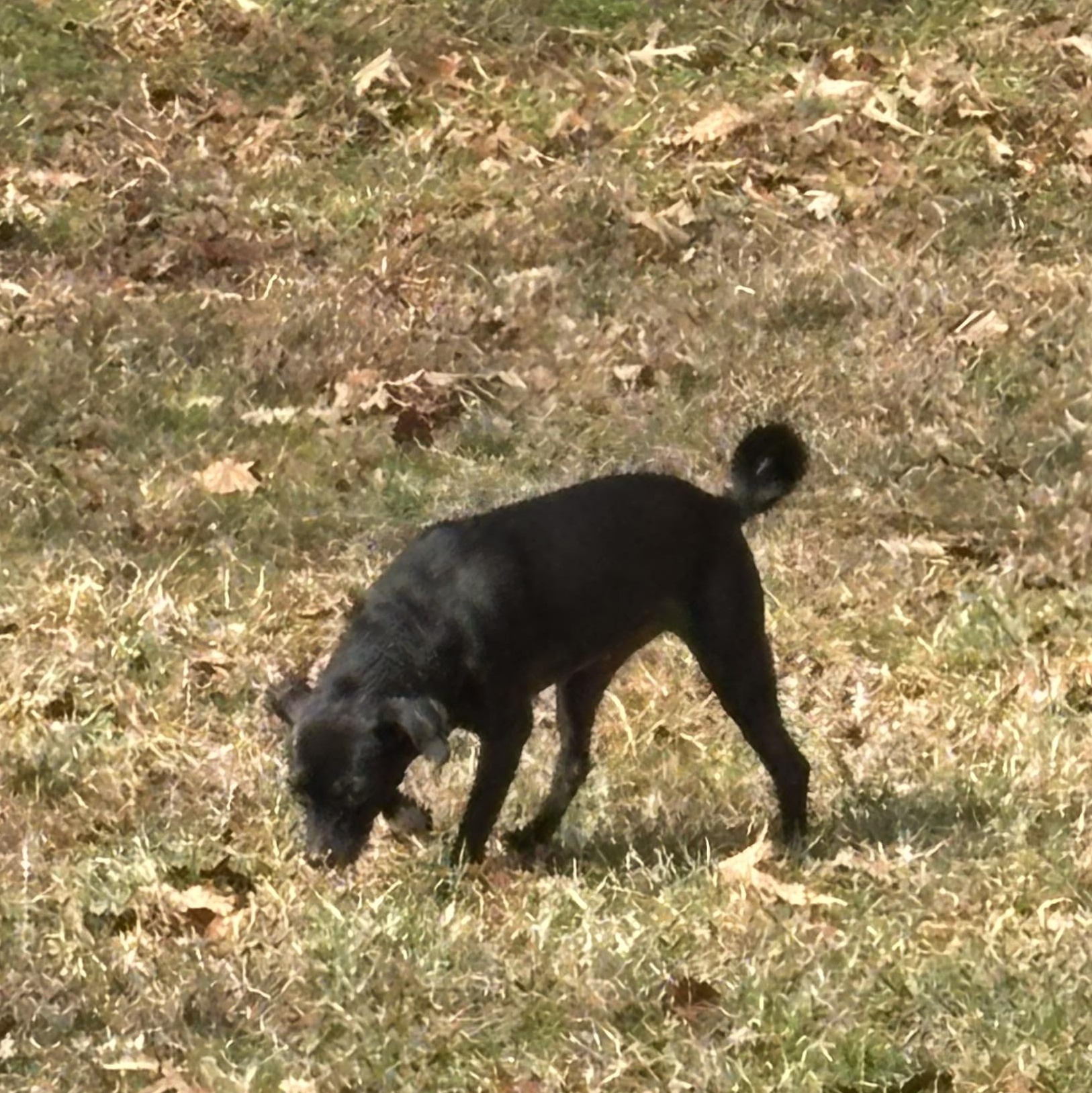 Enlarge Olive, a ADOPTABLE mixed breed in Matthews, NC image 4/4