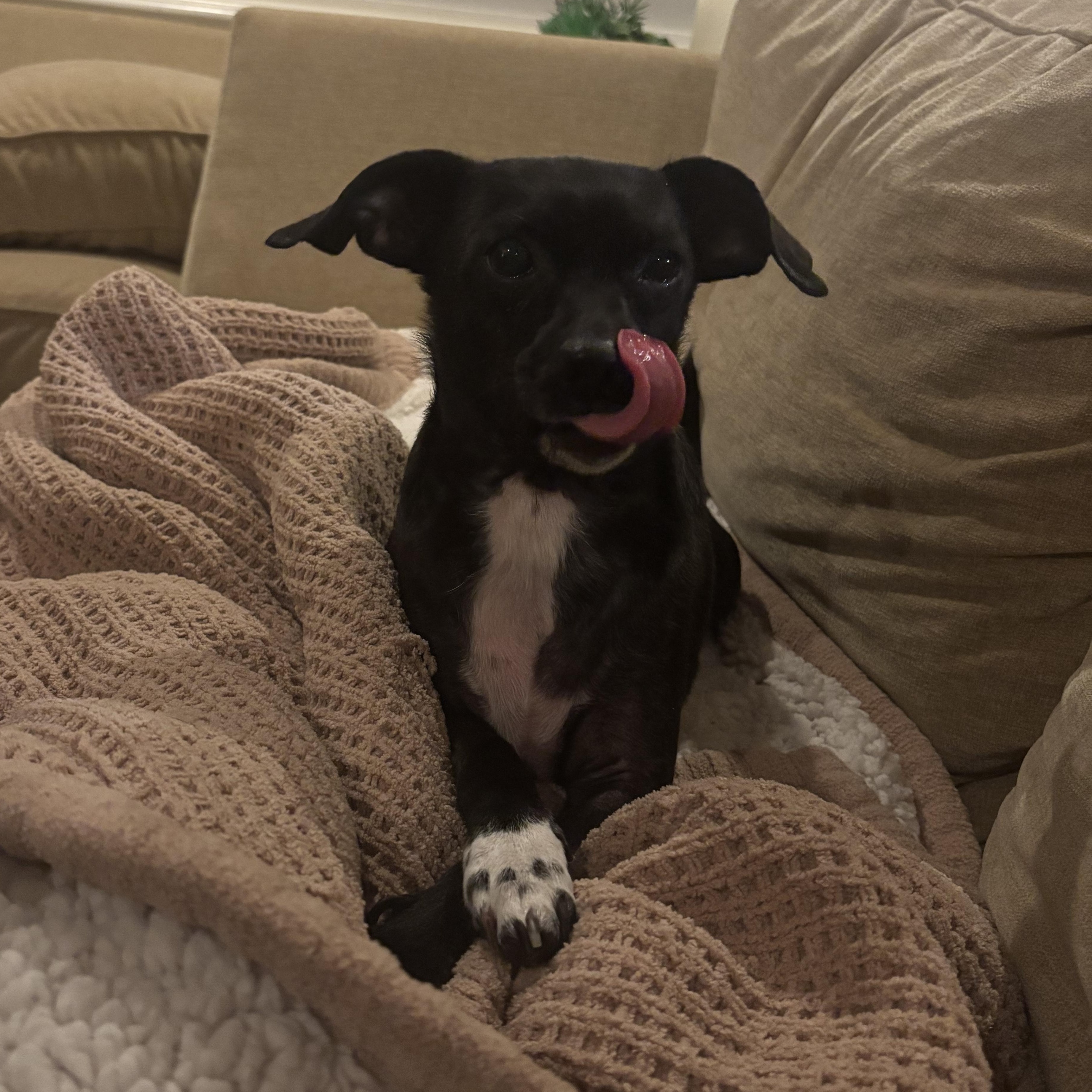 Enlarge Olive, a ADOPTABLE mixed breed in Matthews, NC image 1/4