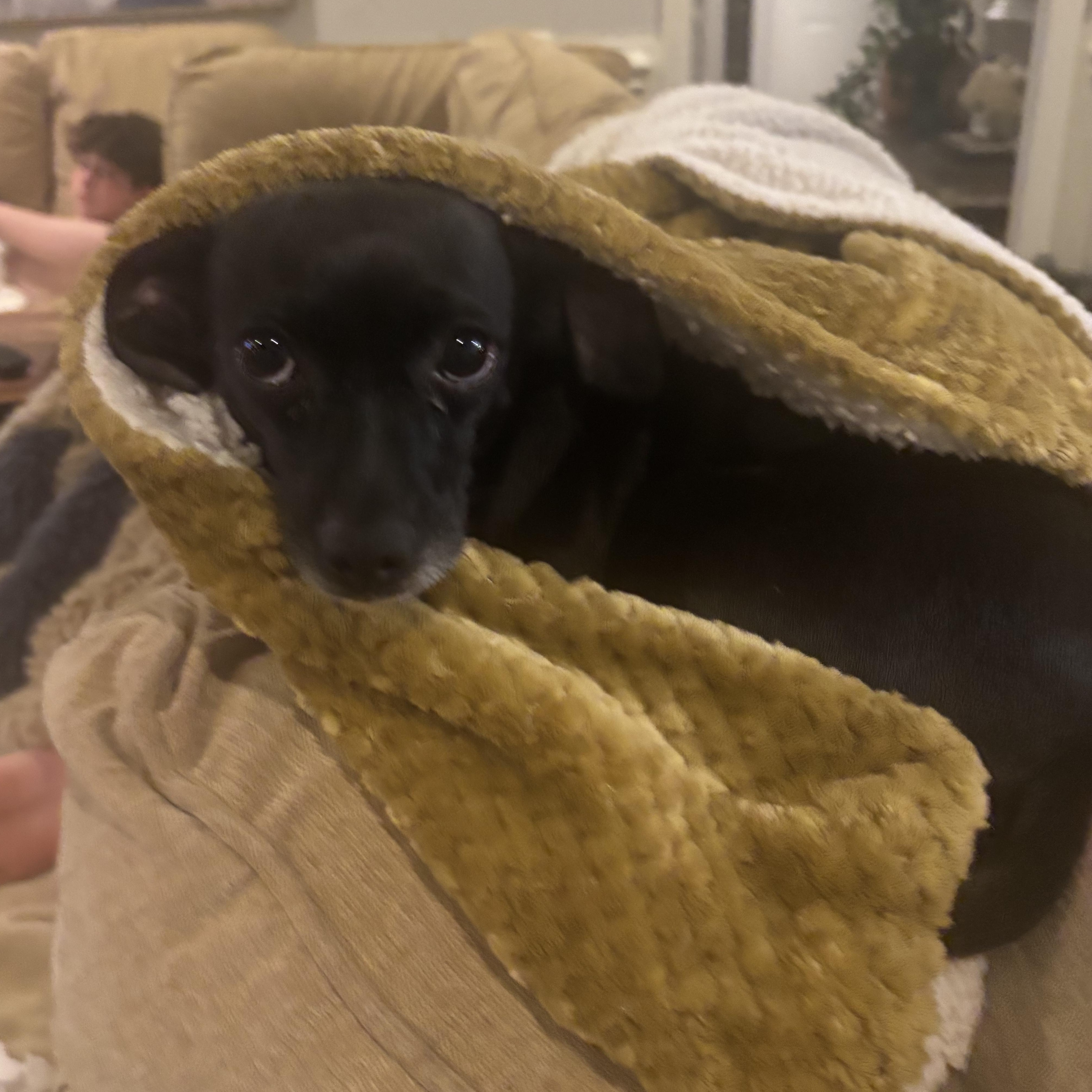 Enlarge Olive, a ADOPTABLE mixed breed in Matthews, NC image 2/4