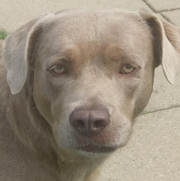 BAILEY, a ADOPTABLE mixed breed in Louisville, OH image 1/5