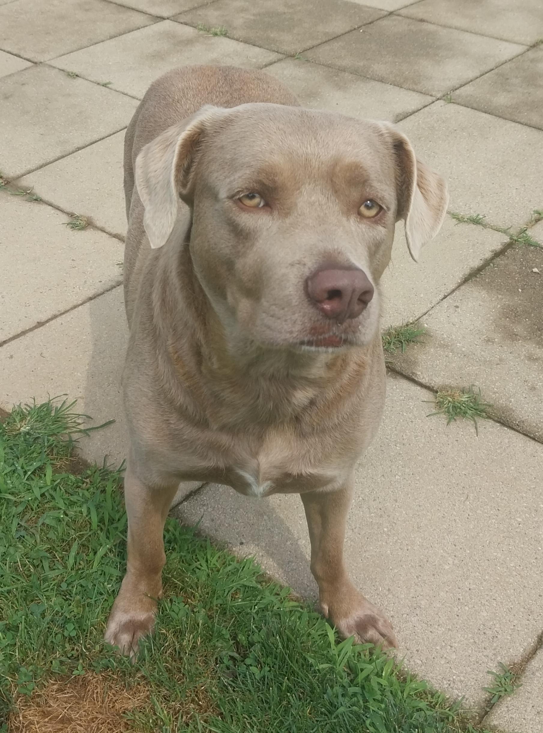 BAILEY, a ADOPTABLE mixed breed in Louisville, OH image 2/5