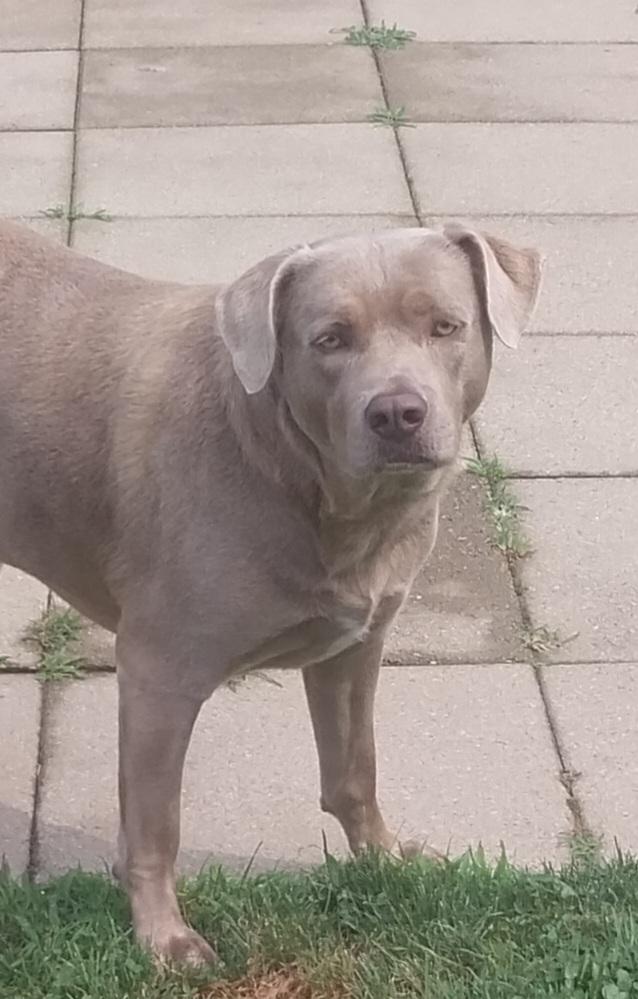 BAILEY, a ADOPTABLE mixed breed in Louisville, OH image 4/5
