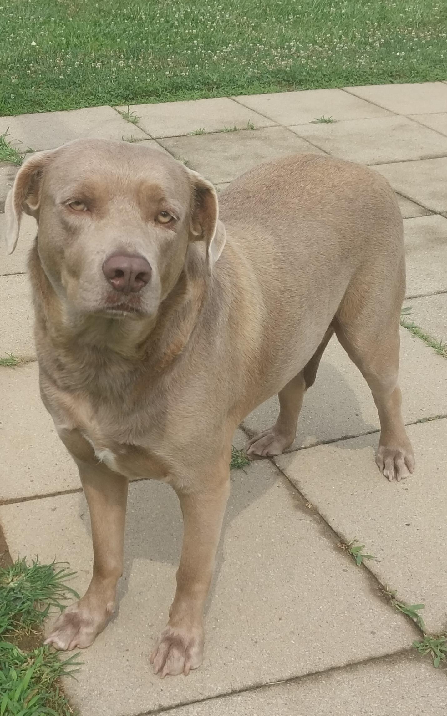 BAILEY, a ADOPTABLE mixed breed in Louisville, OH image 5/5