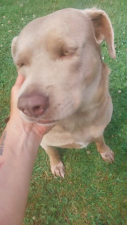Enlarge BAILEY, a ADOPTABLE mixed breed in Louisville, OH video 3/5