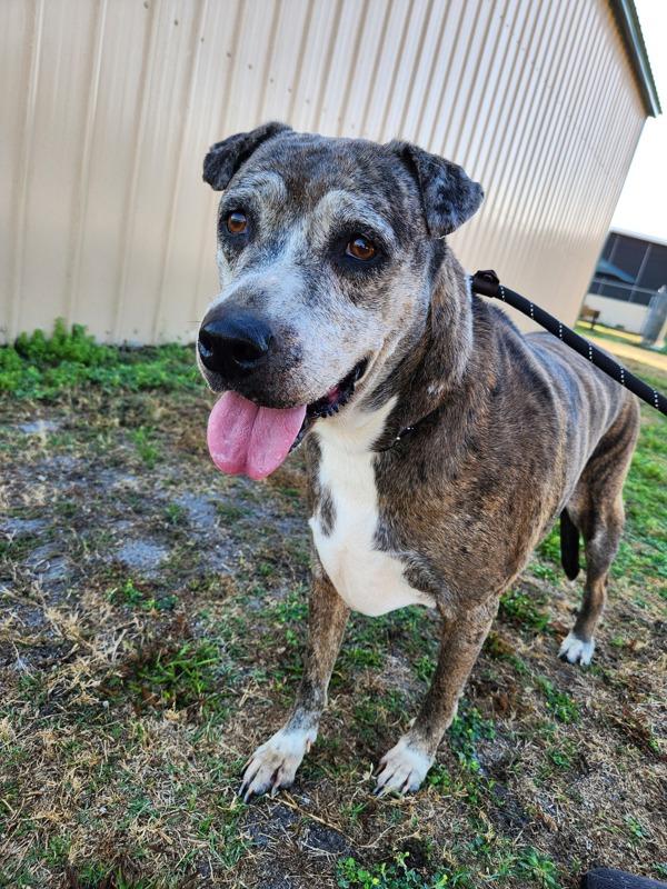 Agnes, Adoptable, Senior Female Mixed Breed.