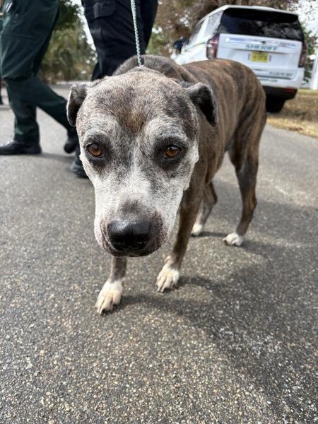 Agnes, a Adoptable mixed breed in Melbourne, FL image 2/3