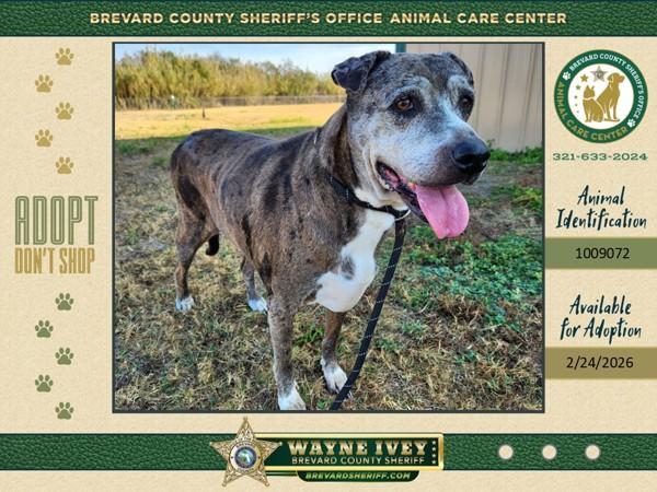 Agnes, a Adoptable mixed breed in Melbourne, FL image 3/3