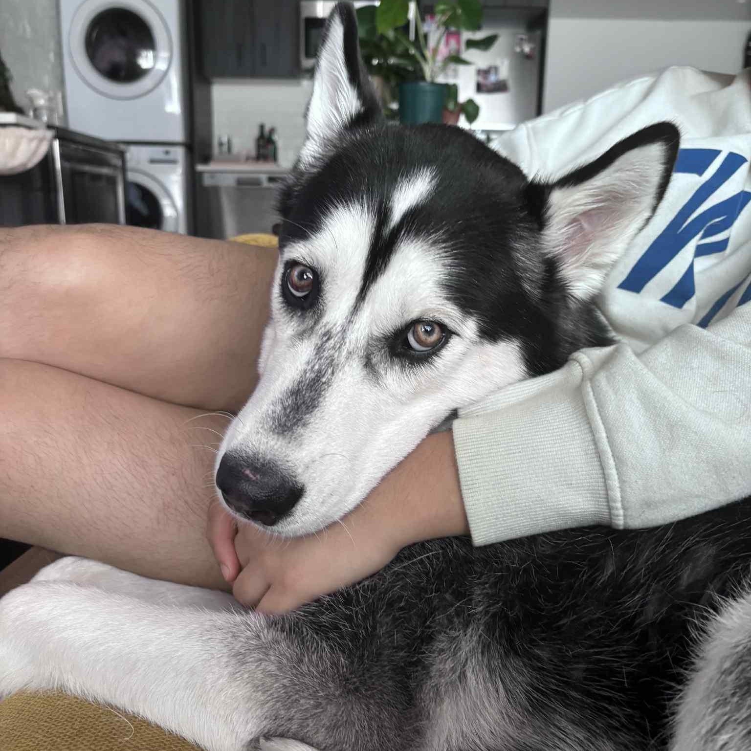 Jacob, a Adoptable Siberian Husky in Northport, NY image 3/6