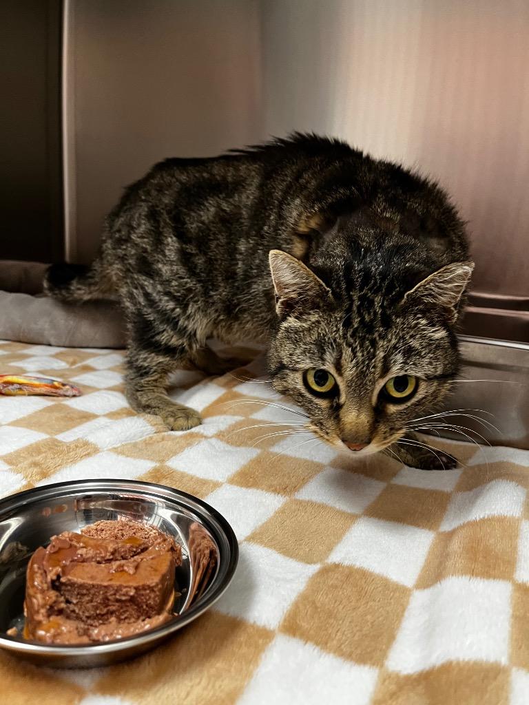 Banana Split, Adoptable, Young Female Domestic Short Hair.