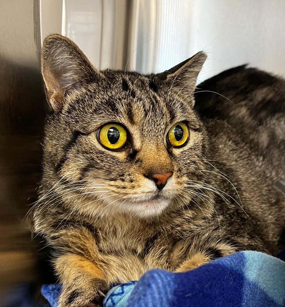 Banana Split, a Adoptable mixed breed in Logan, UT image 2/2