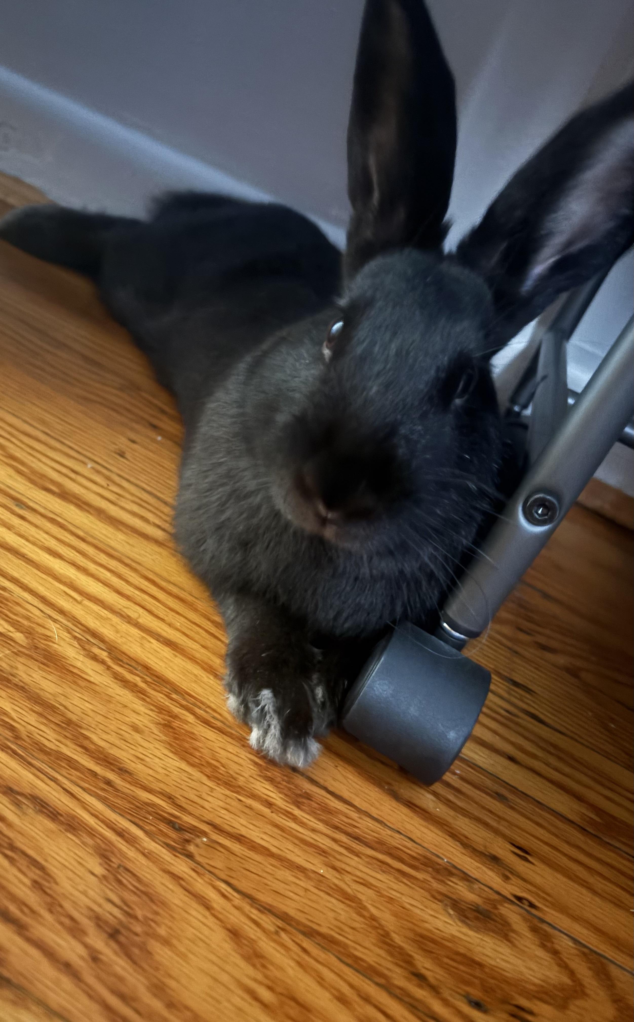 Enlarge Murphy, a Adoptable Flemish Giant in Philadelphia, PA image 1/3