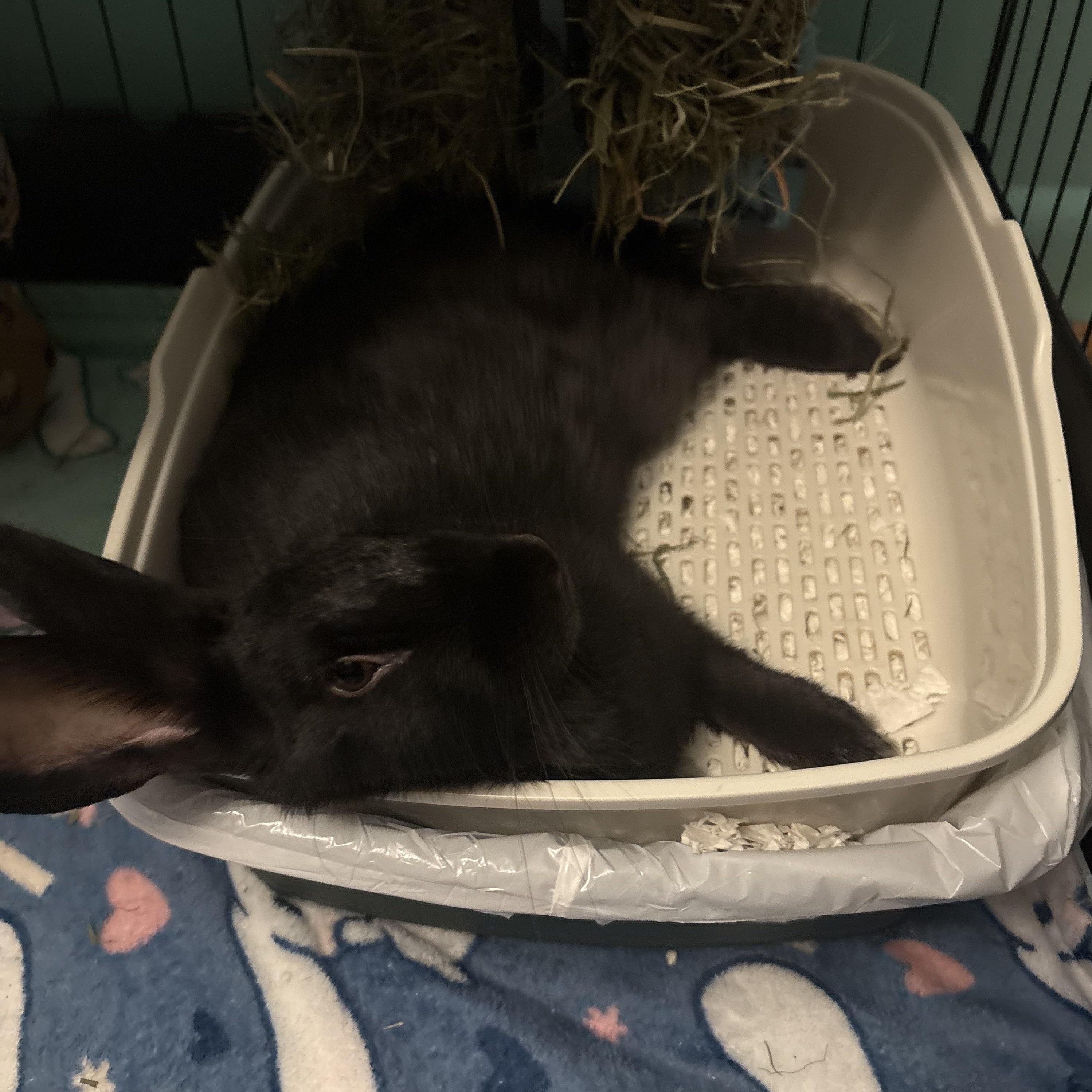 Enlarge Murphy, a Adoptable Flemish Giant in Philadelphia, PA image 2/3