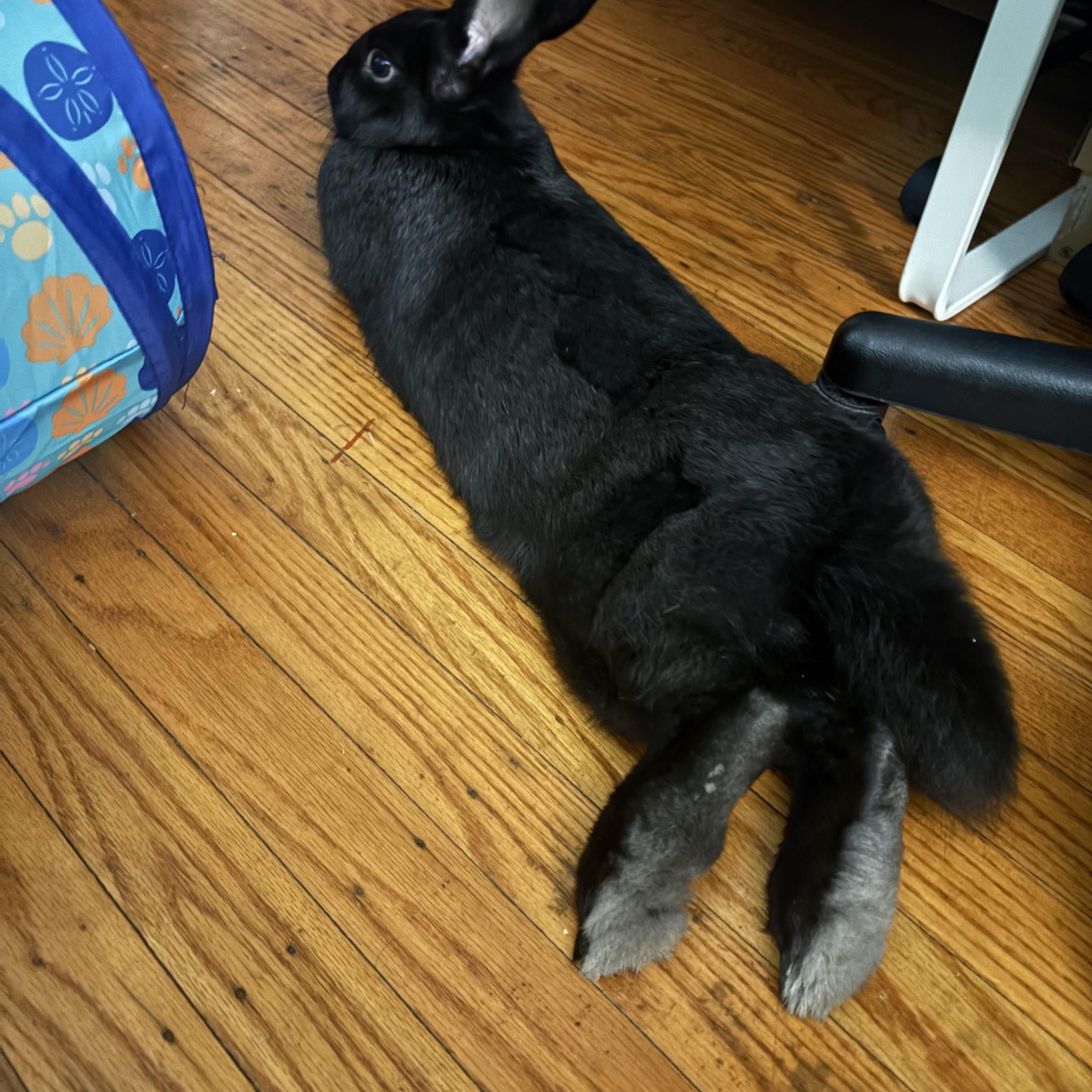 Enlarge Murphy, a Adoptable Flemish Giant in Philadelphia, PA image 3/3
