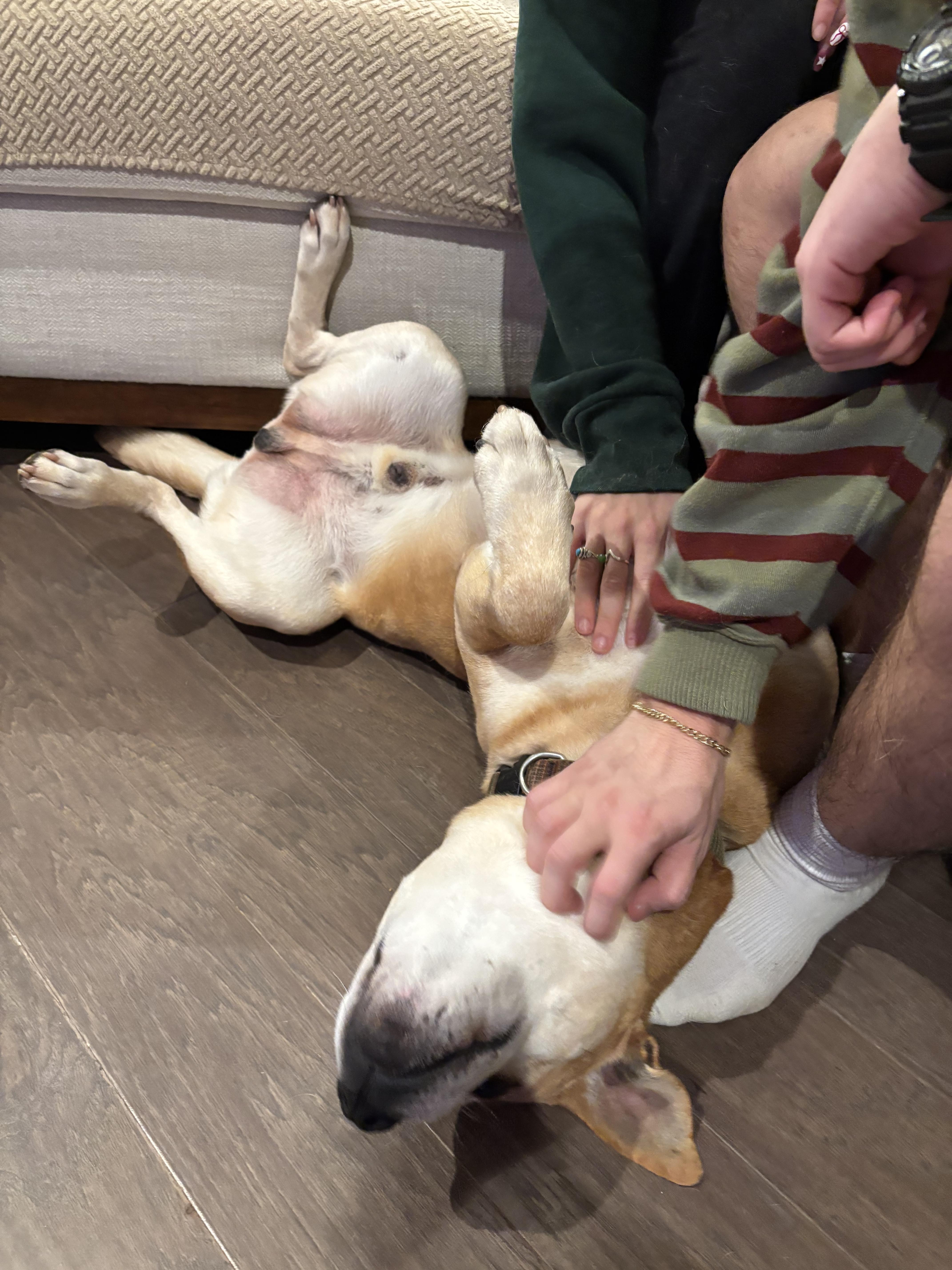 Enlarge Wrigley - the PERFECT Gentleman!, a ADOPTABLE mixed breed in Buford, GA image 5/6