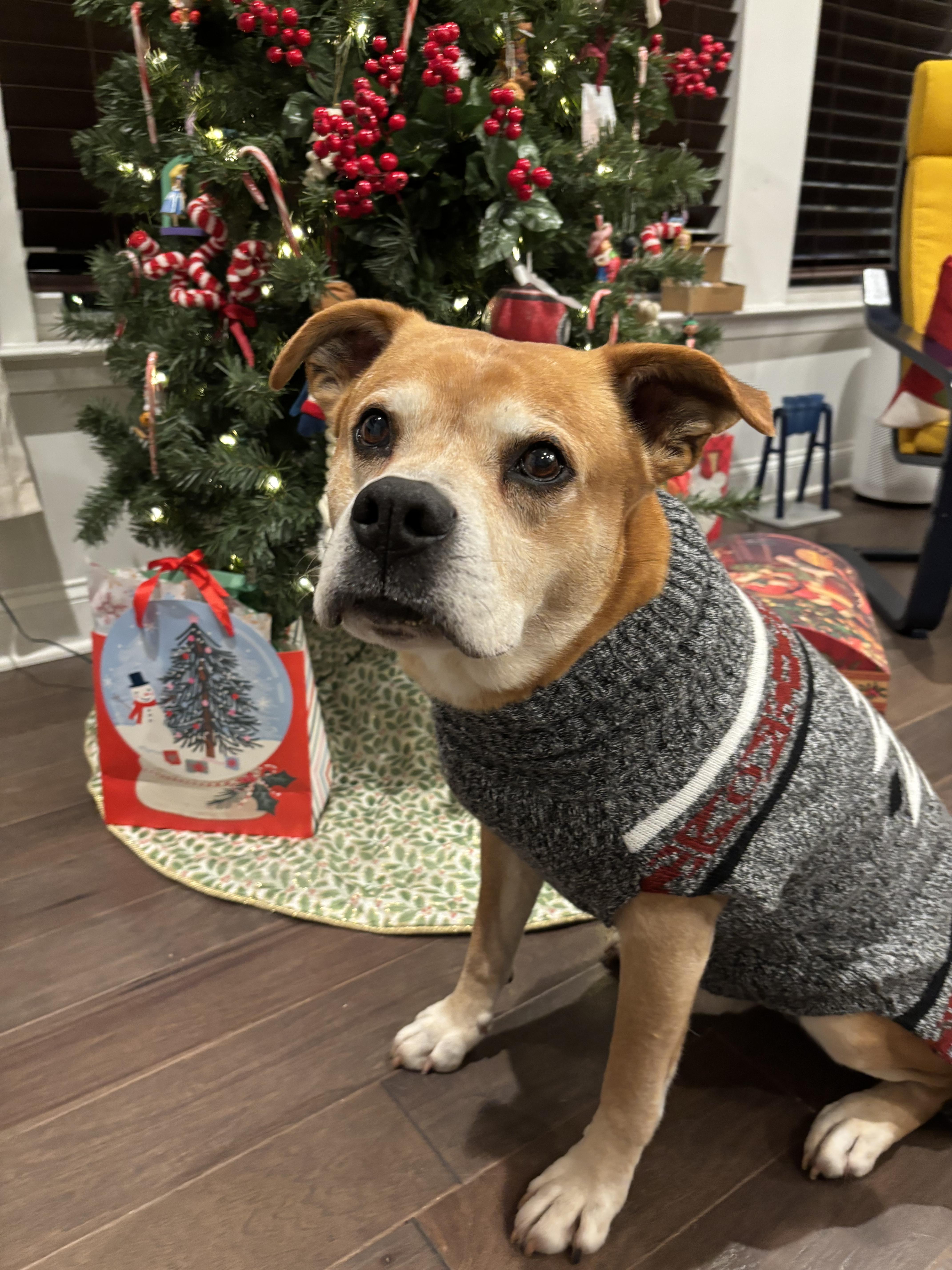 Wrigley - the PERFECT Gentleman!, ADOPTABLE, Adult Male Boxer & Labrador Retriever.