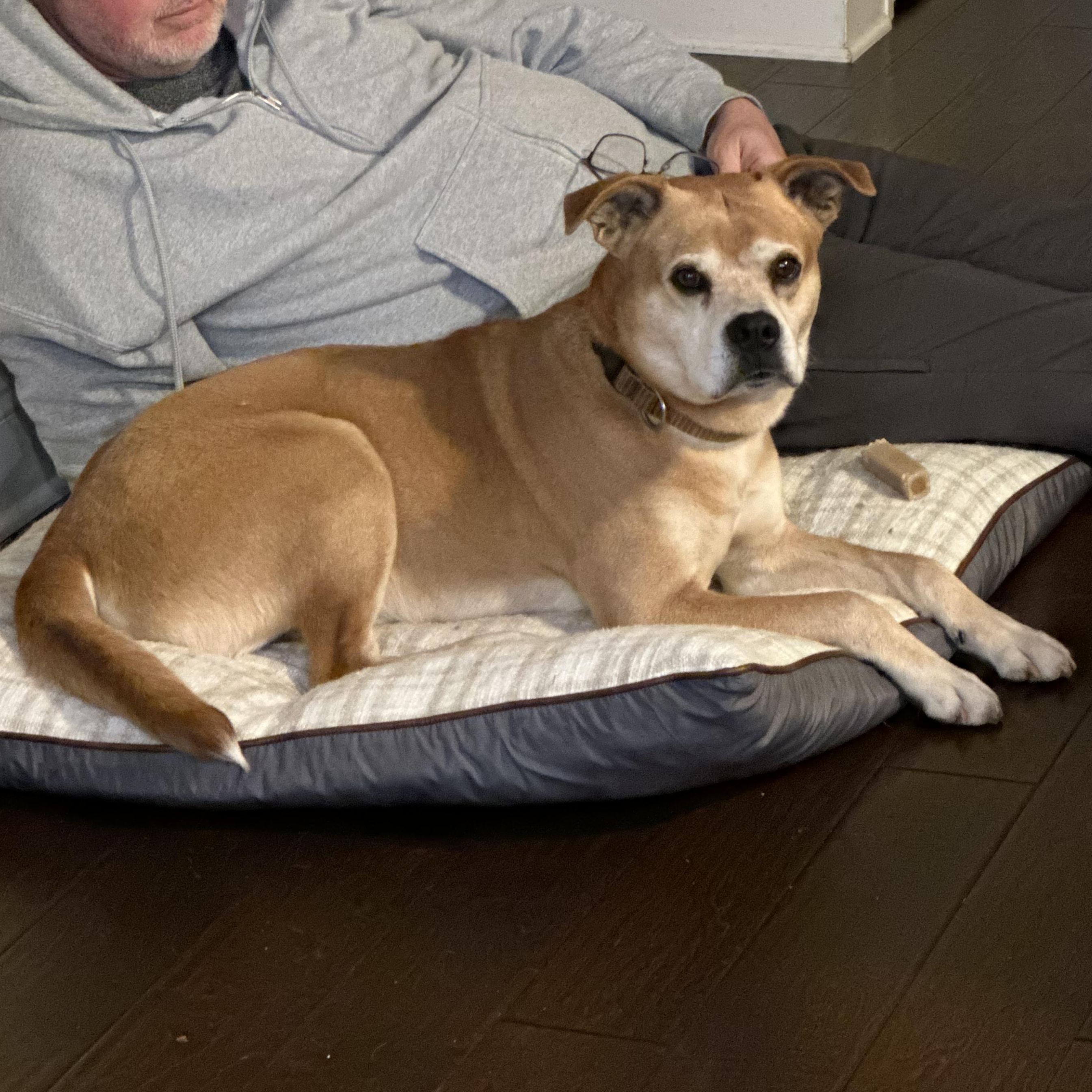 Enlarge Wrigley - the PERFECT Gentleman!, a ADOPTABLE mixed breed in Buford, GA image 6/6