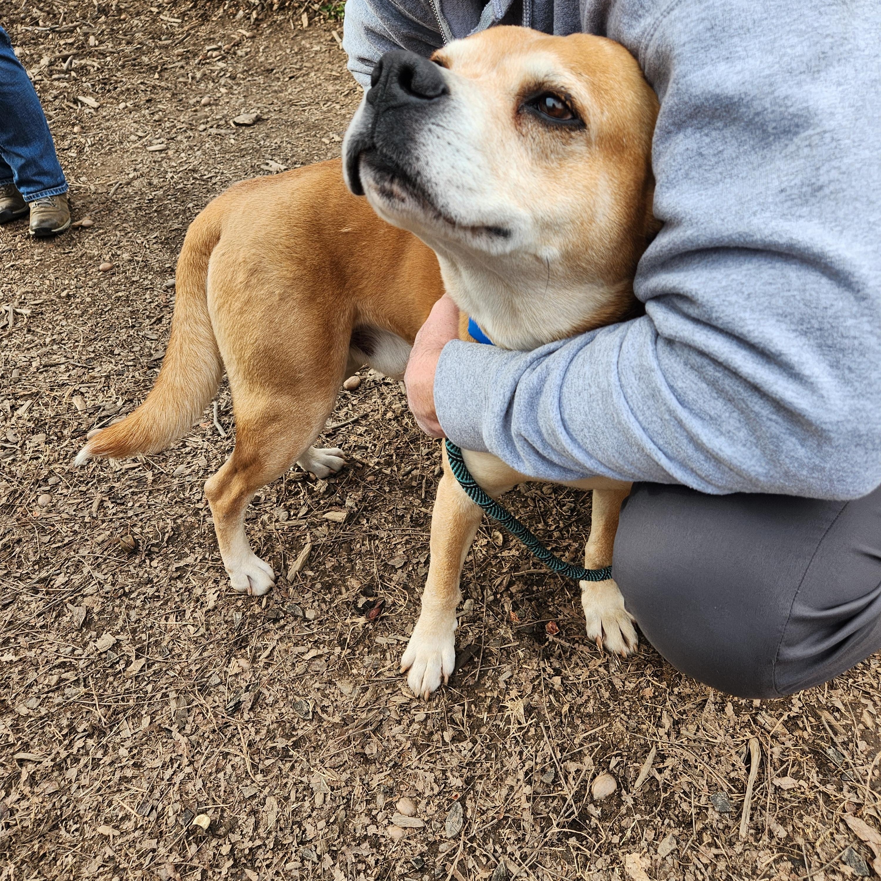 Enlarge Wrigley - the PERFECT Gentleman!, a ADOPTABLE mixed breed in Buford, GA image 3/6