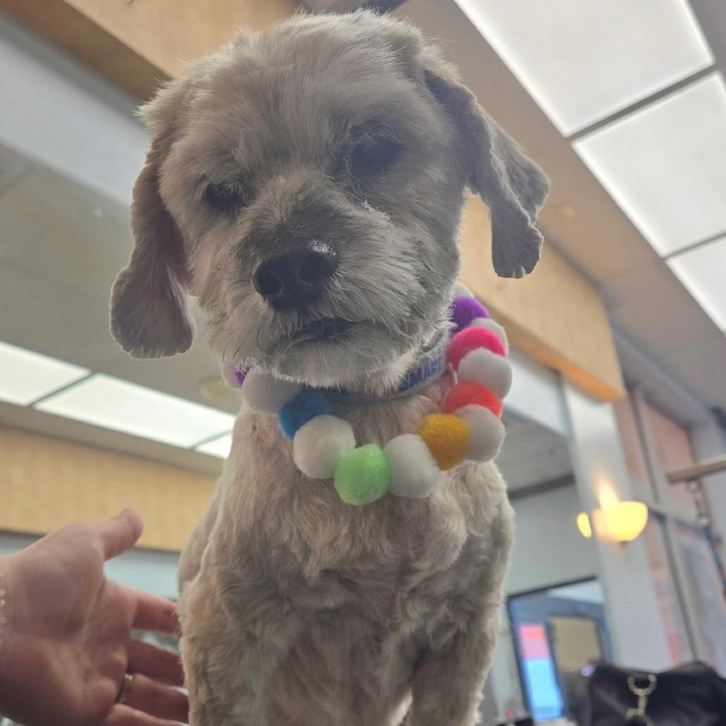Choddy, Adoptable, Senior Male Shih Tzu & Mixed Breed.