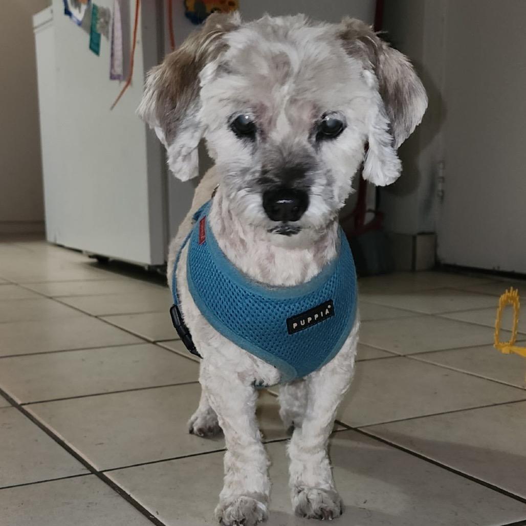 Enlarge Choddy, a Adoptable mixed breed in Las Vegas, NV image 2/2