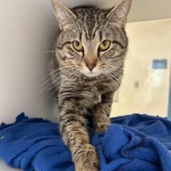 Enlarge Isaiah (ID 51939), an adopted Domestic Short Hair in Manassas, VA image 1/1