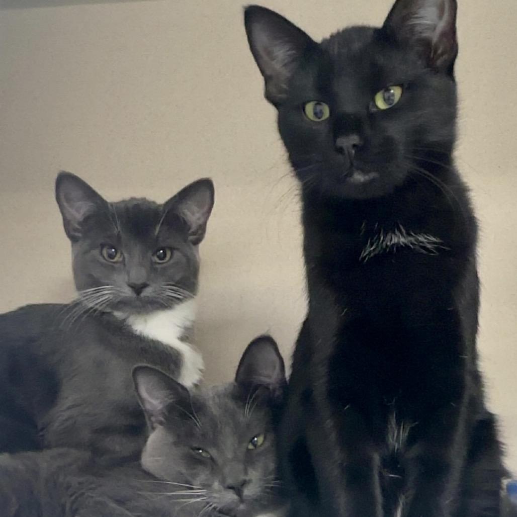 Maeve, Adoptable, Kitten Female Domestic Short Hair.