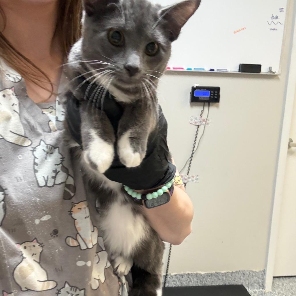 Enlarge Maeve, a Adoptable Domestic Short Hair in Great Falls, MT image 2/6