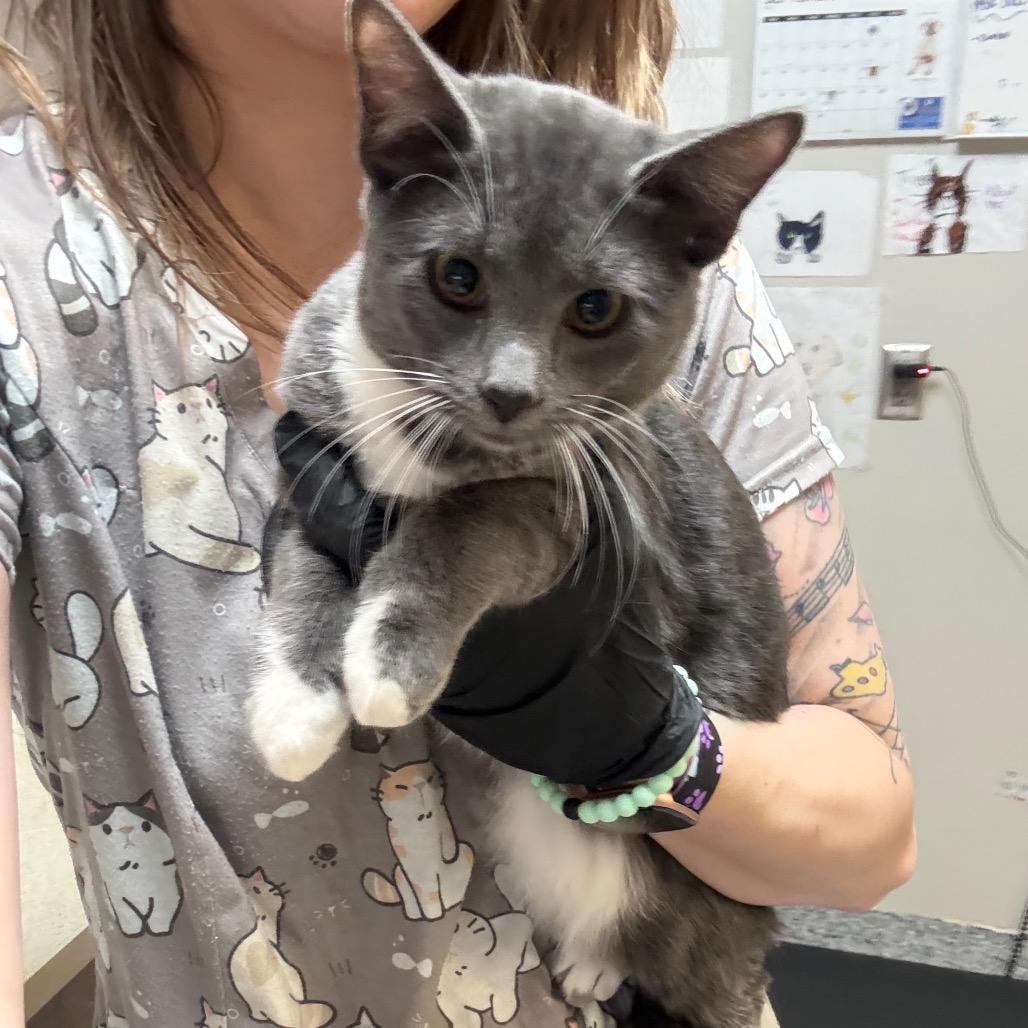 Enlarge Maeve, a Adoptable Domestic Short Hair in Great Falls, MT image 3/6