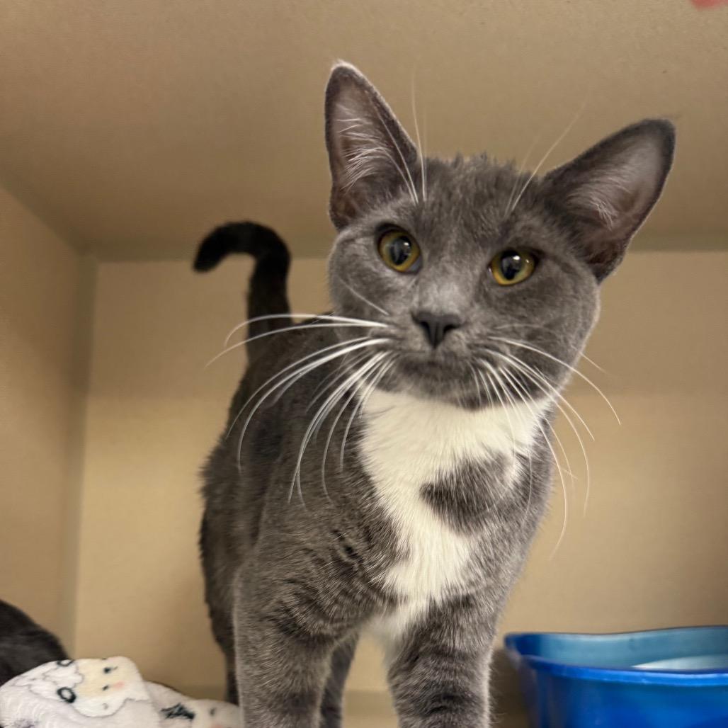 Enlarge Maeve, a Adoptable Domestic Short Hair in Great Falls, MT image 4/6