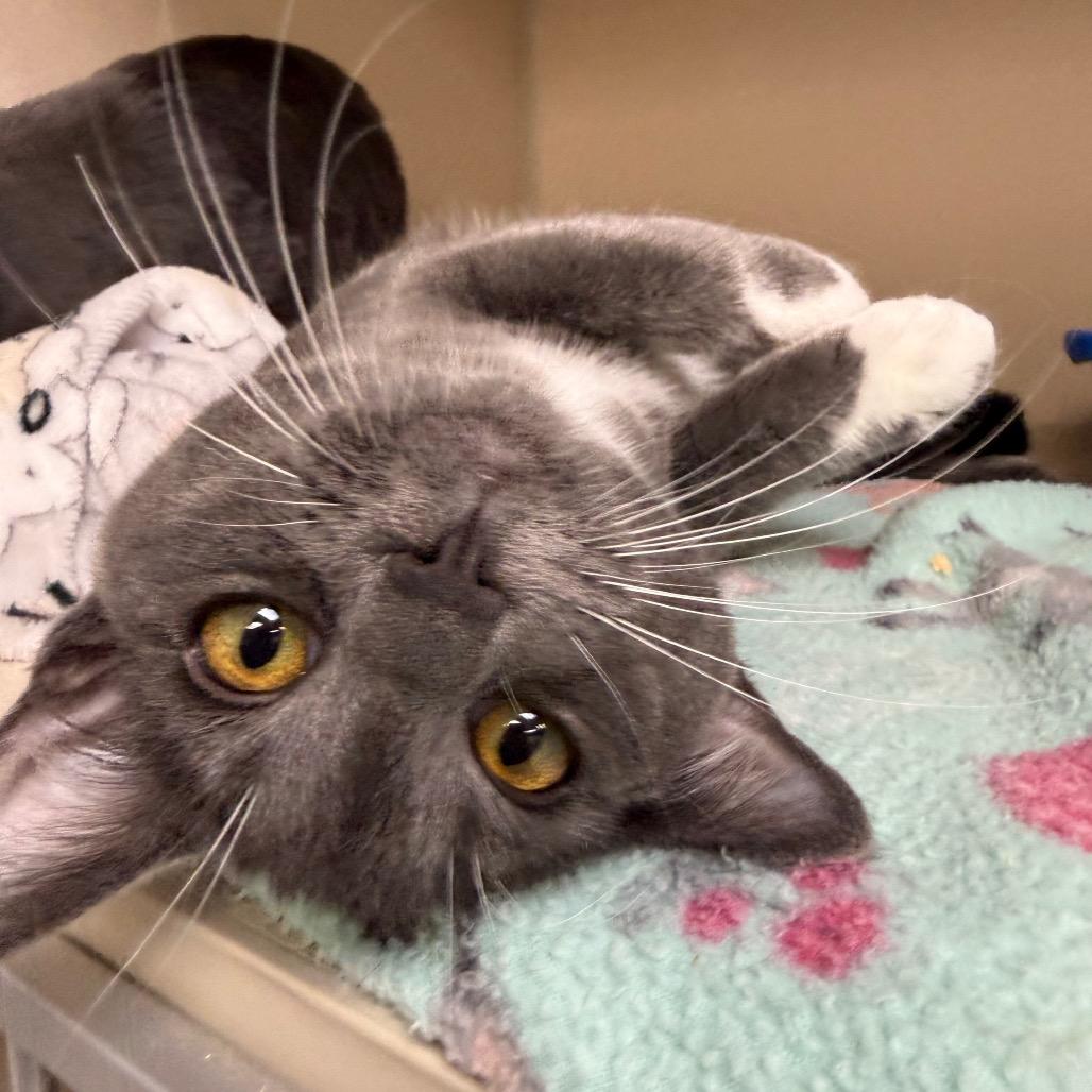 Enlarge Maeve, a Adoptable Domestic Short Hair in Great Falls, MT image 5/6