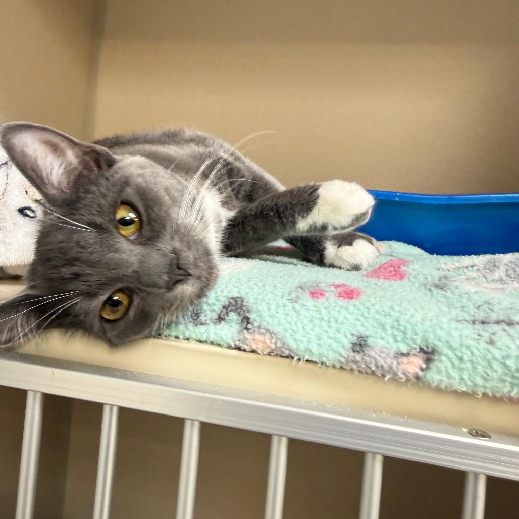 Enlarge Maeve, a Adoptable Domestic Short Hair in Great Falls, MT image 6/6