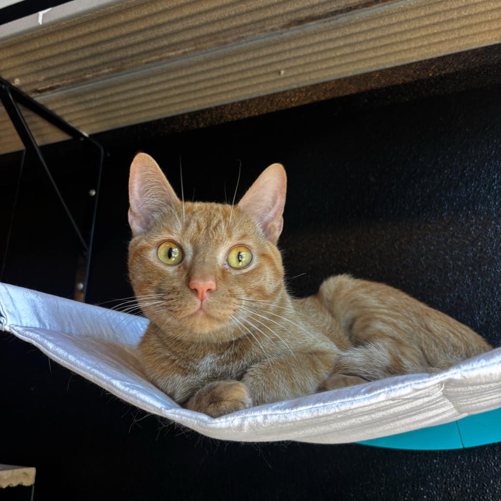 Dumpling, Adoptable, Adult Male Domestic Short Hair.