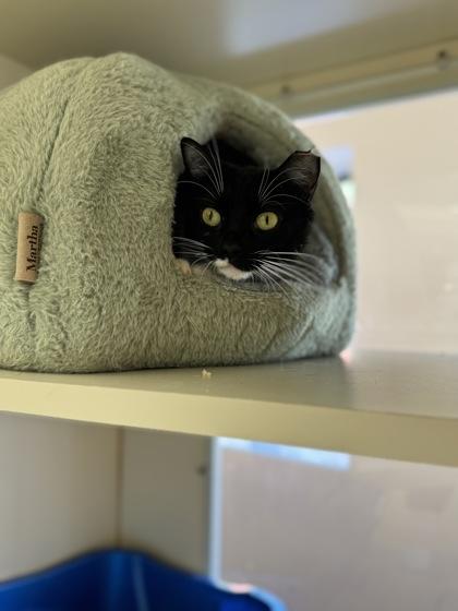 Sophie, Adoptable, Adult Female Domestic Short Hair.