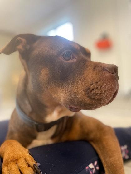 Dior, Adoptable, Adult Male Rottweiler & Terrier.