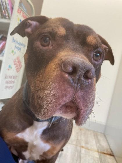 Enlarge Dior, a Adoptable mixed breed in South Bend, IN image 2/3