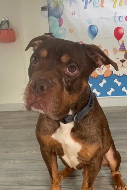 Enlarge Dior, a Adoptable mixed breed in South Bend, IN image 3/3