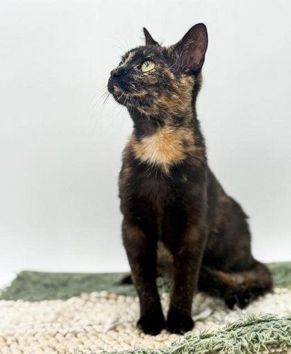 Maple, Adoptable, Young Female Domestic Short Hair & Domestic Short Hair.