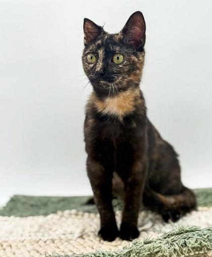 Maple, a Adoptable mixed breed in Bowling Green, KY image 2/3