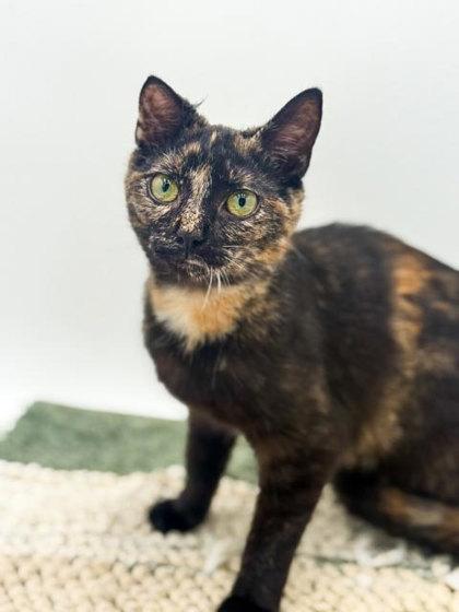 Maple, a Adoptable mixed breed in Bowling Green, KY image 3/3